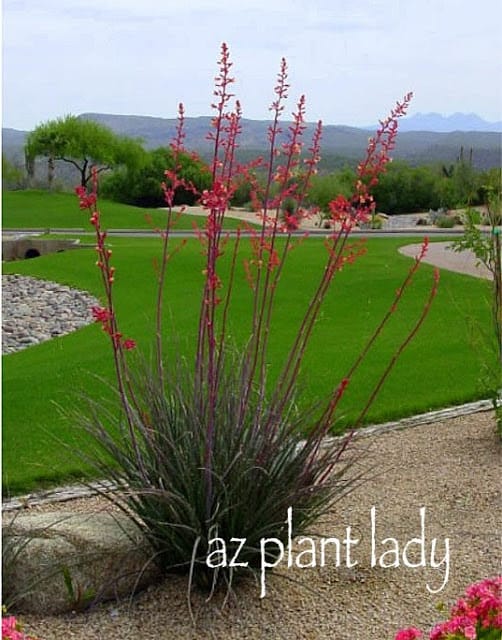 This is what Red Yucca looks like when its flowering.