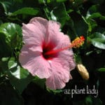 Hibiscus plant