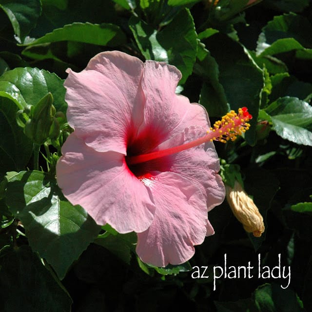 Hibiscus plant