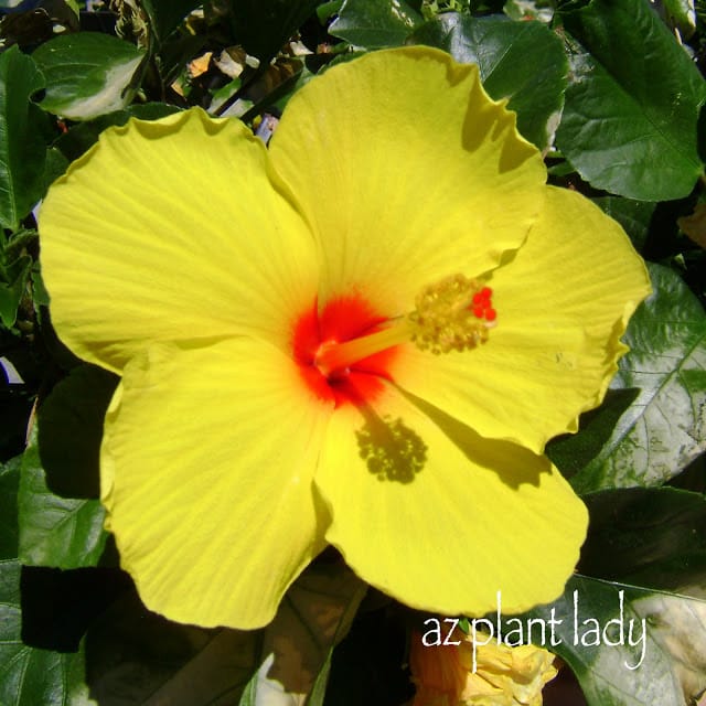 Hibiscus plant