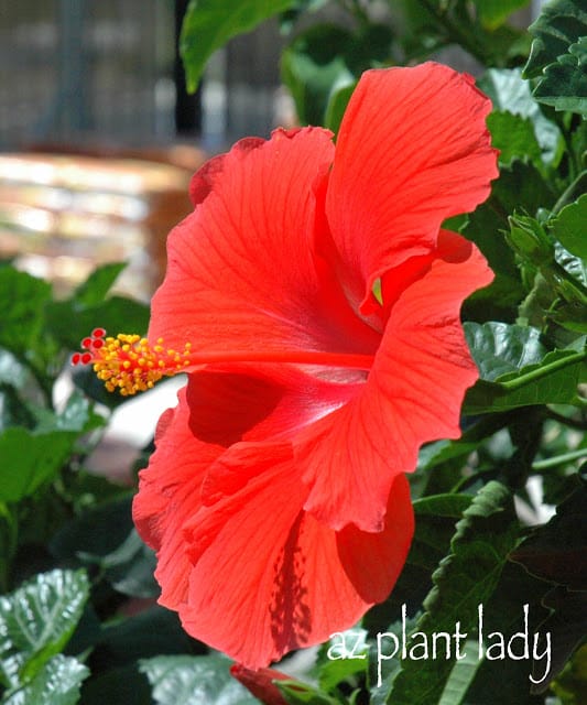 Hibiscus plant