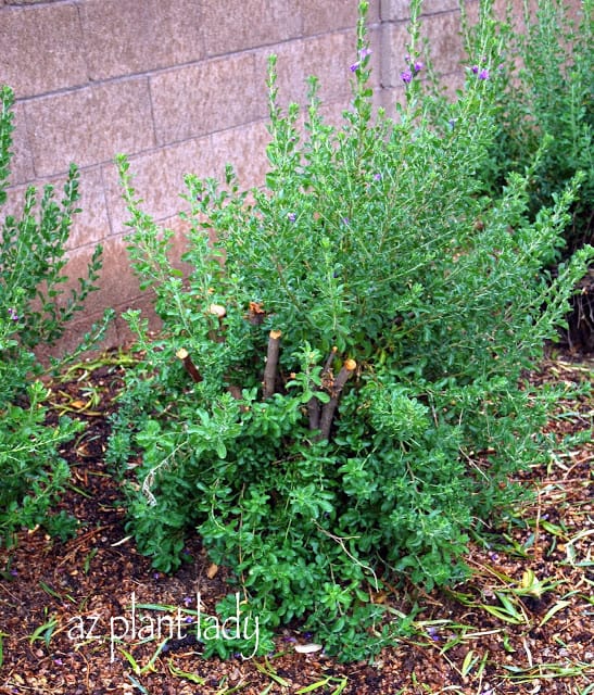 pruning flowering shrubs 