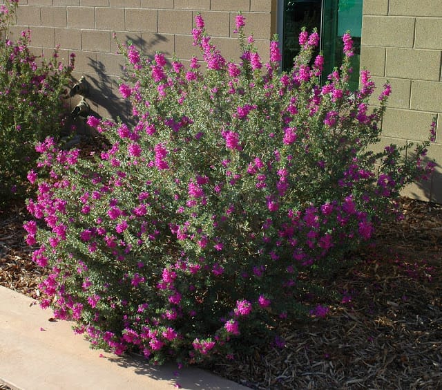 Texas Ranger Leucophyllum frutescens