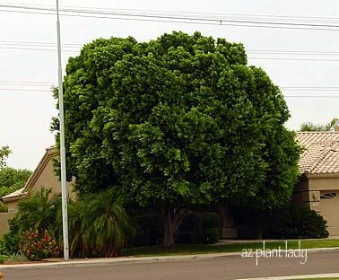 Mature Ficus Tree in front of suburban home