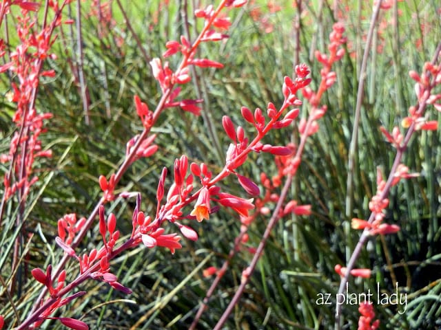 Red Yucca flowers close up