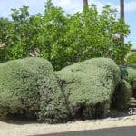 Shrub-sculpture