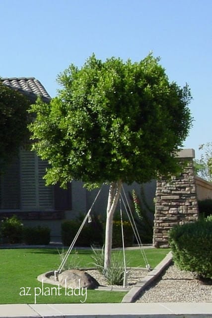 Young Ficus Tree 