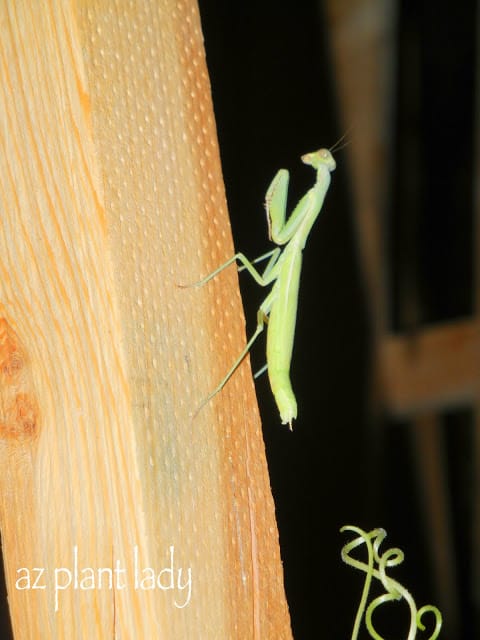 Gardening at Night