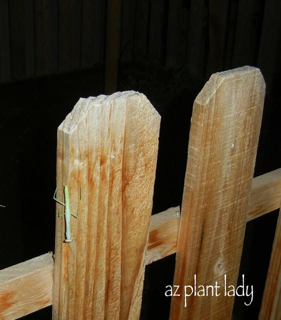 Gardening at Night