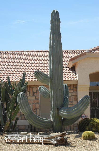 Cardon cacti