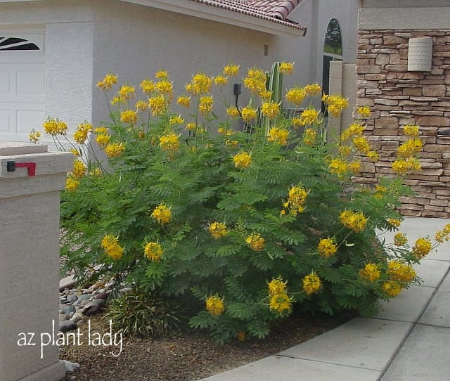 Phoenix Bird-of-Paradise  (Caesalpinia pulcherrima 'Phoenix')