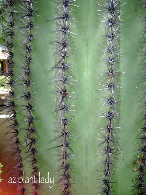 saguaro 