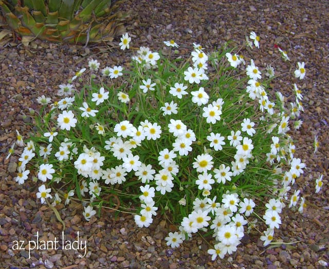 Urban Horticulture