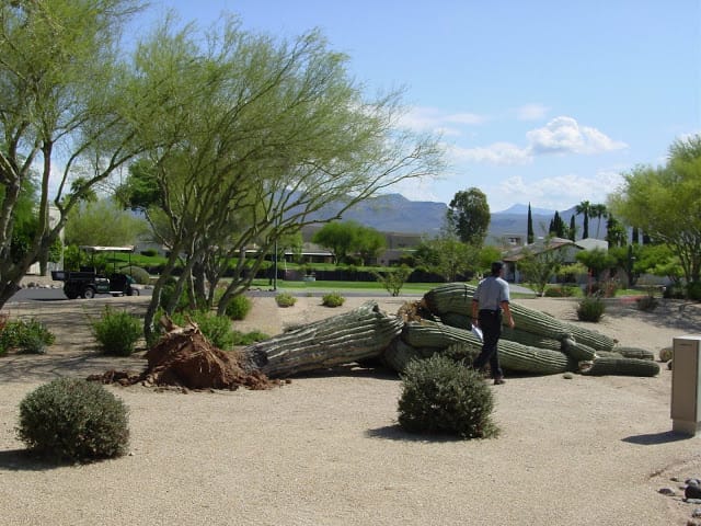 giant Saguaro