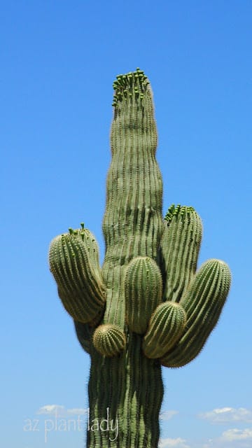 Saguaro cactus