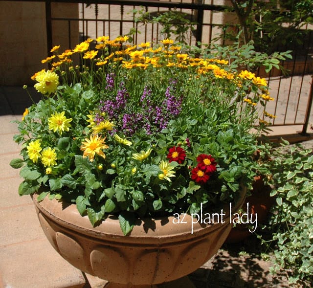 Coreopsis, Zinnias and Toadflax