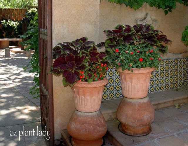 Coleus and Impatiens