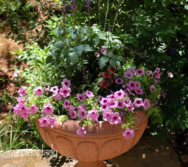 Petunias and Purple Coneflower