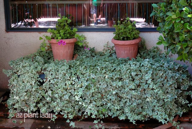 Potted Geraniums and Variegated Ivy