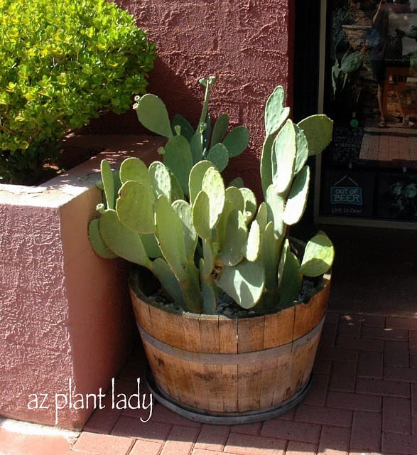 Indian Fig Prickly Pear