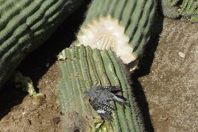 giant Saguaro
