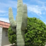 Saguaro