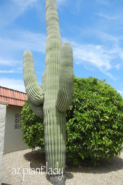 Saguaro