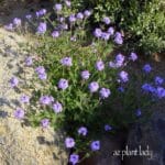 Goodding's Verbena (Glandularia gooddingi