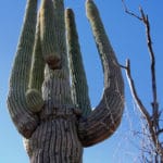 Large-Saguaro