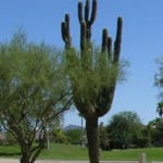 giant Saguaro