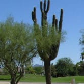 Why Do Cactus Have Spines ? - Ramblings from a Desert Garden