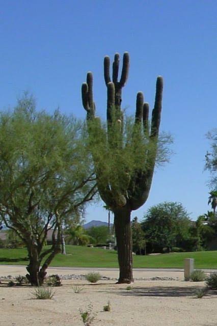 giant Saguaro