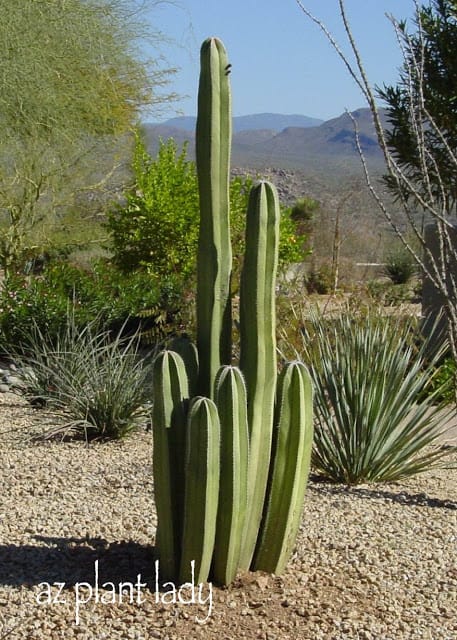 Mexican Fence Post (Pachycereus marginatus)