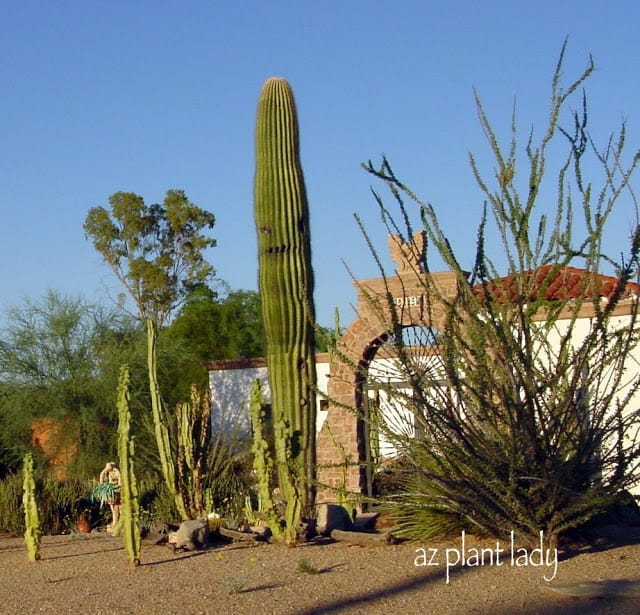 saguaro 