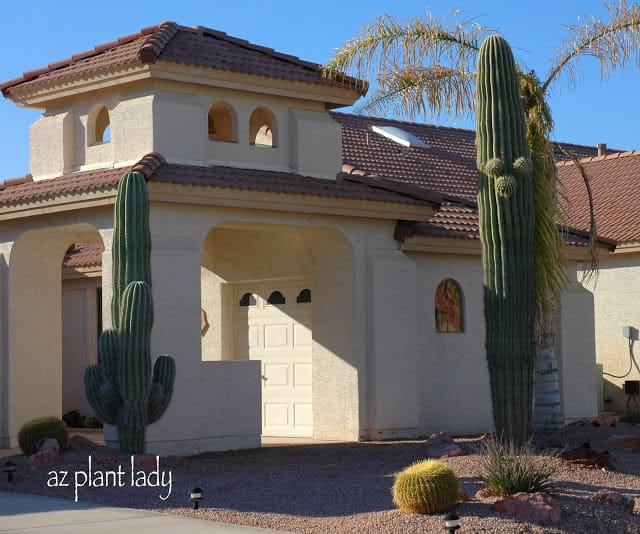 Cardon on the left and a Saguaro on the right.