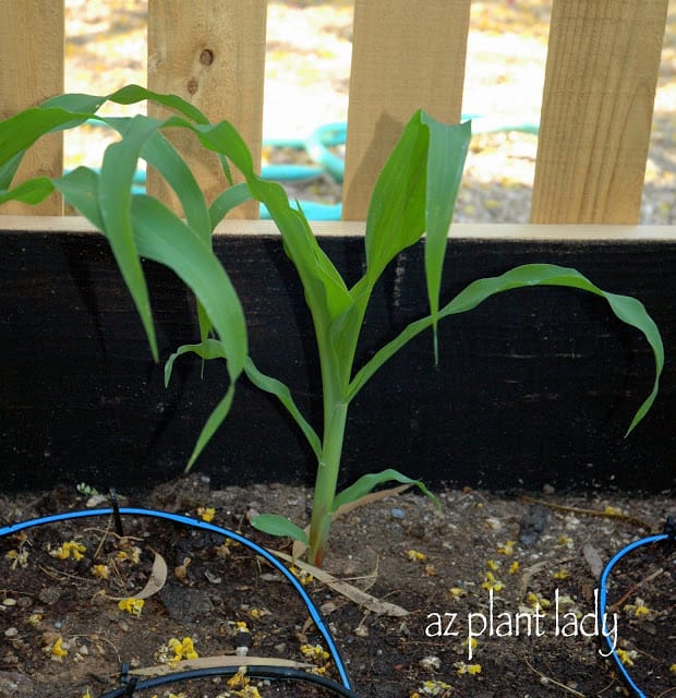 Fall vegetable garden