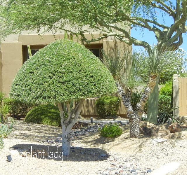 'mushroom-shaped' Olive tree