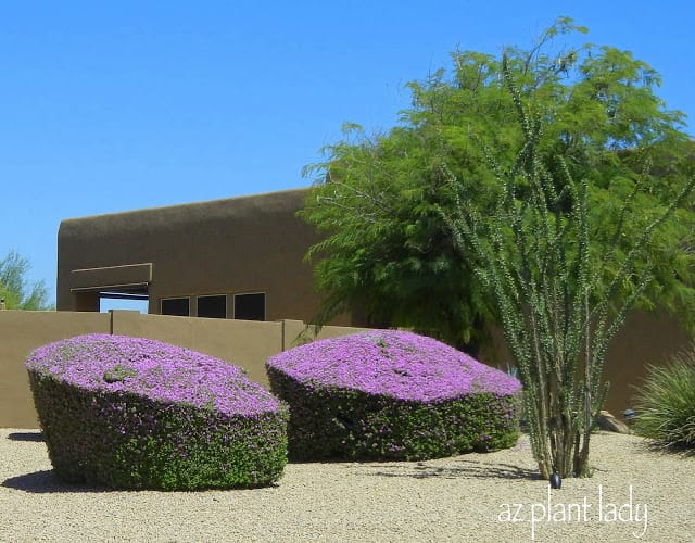 Texas Sage shrubs