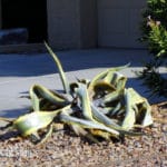 floppy agave