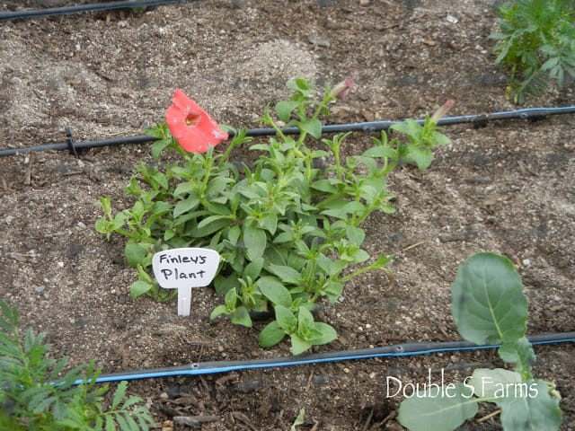 Petunia Plants