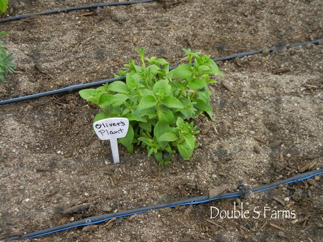 Petunia Plants