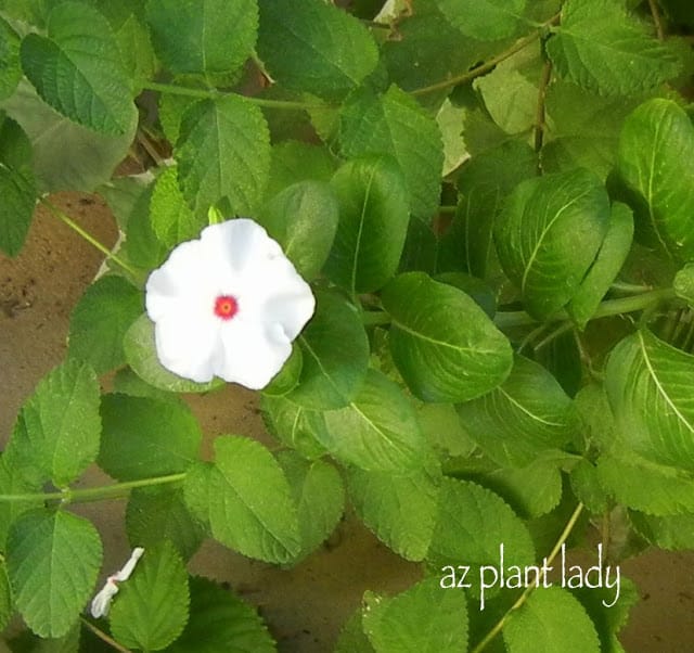 container plants