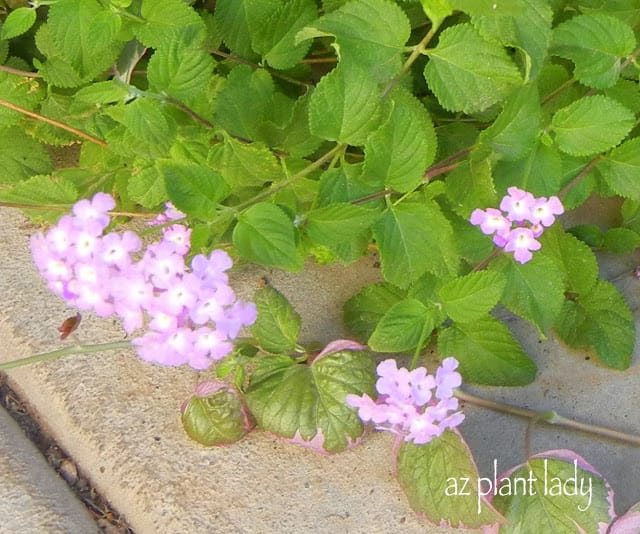 Purple Trailing Lantana