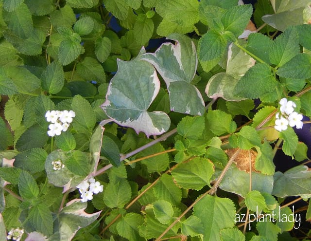 container plants