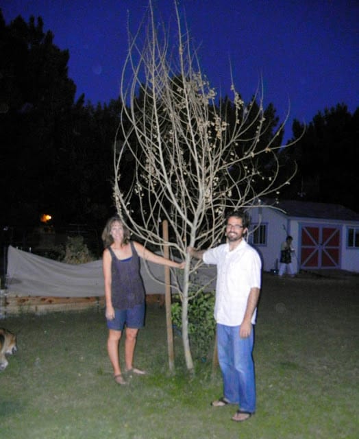 Sissoo tree