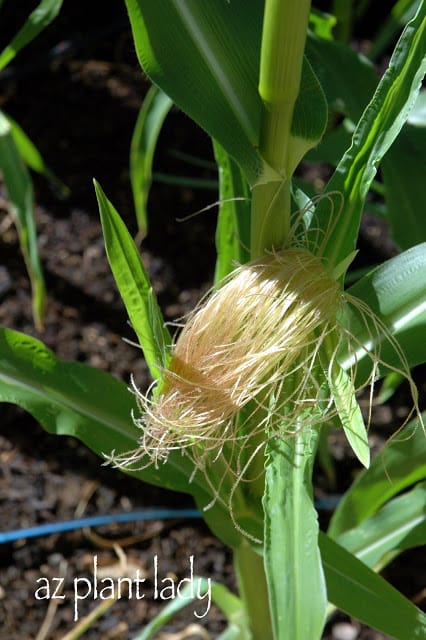 Corn silk 