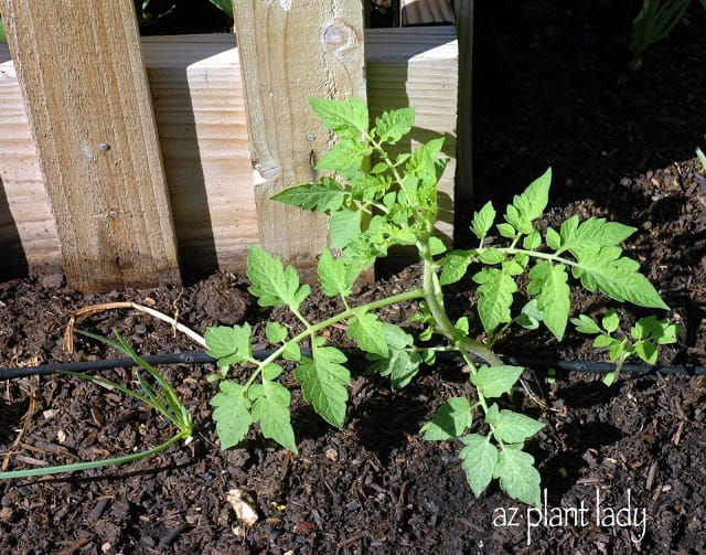 tomato plant