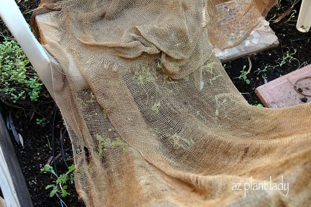 vegetable seedlings