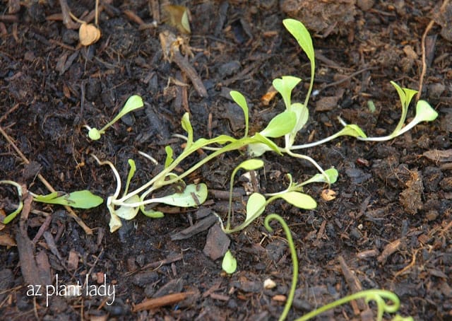 vegetable seedlings