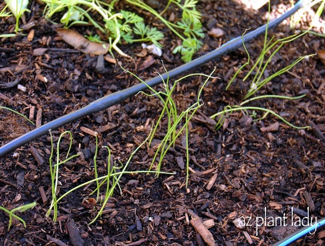 vegetable seedlings